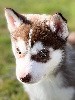  - Husky de Sibérie lof disponible 