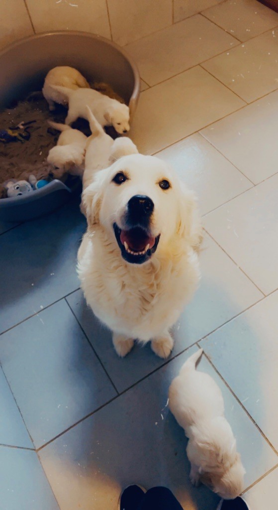 chiot Golden Retriever Marc Bertaudeau