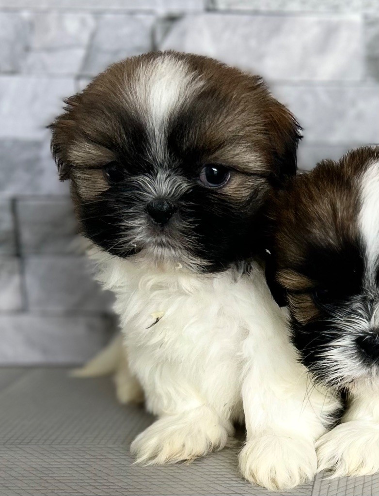 Marc Bertaudeau - Chiots disponibles - Shih Tzu