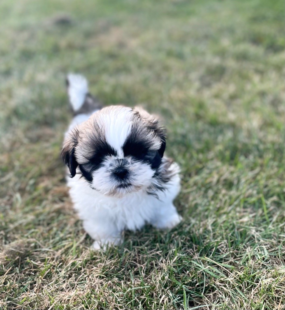 Marc Bertaudeau - Shih Tzu - Portée née le 05/07/2021