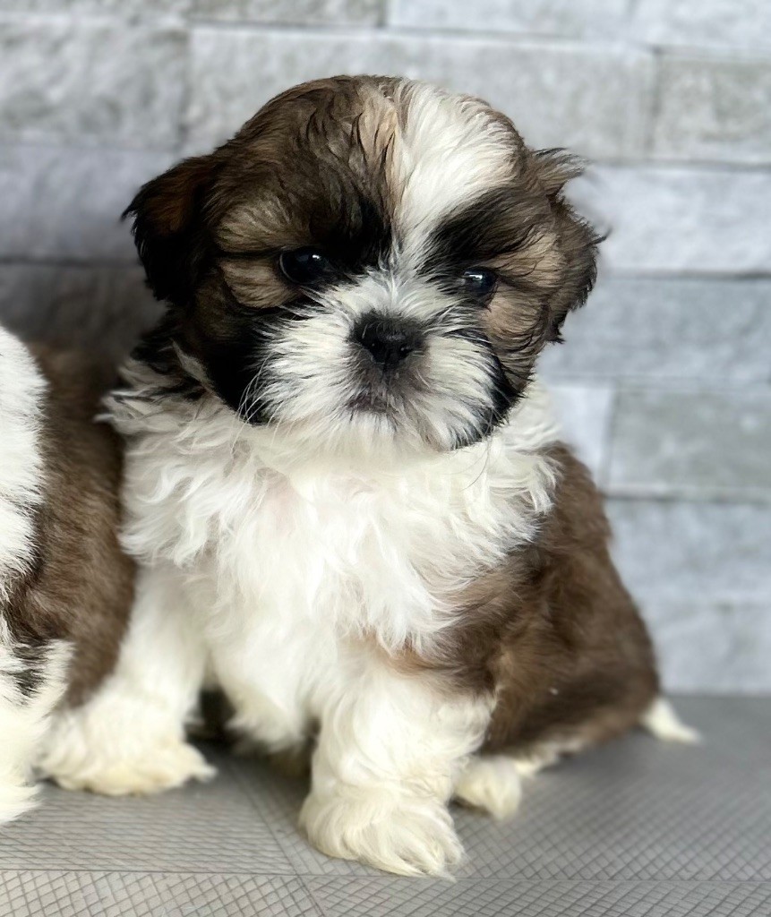 Marc Bertaudeau - Chiots disponibles - Shih Tzu