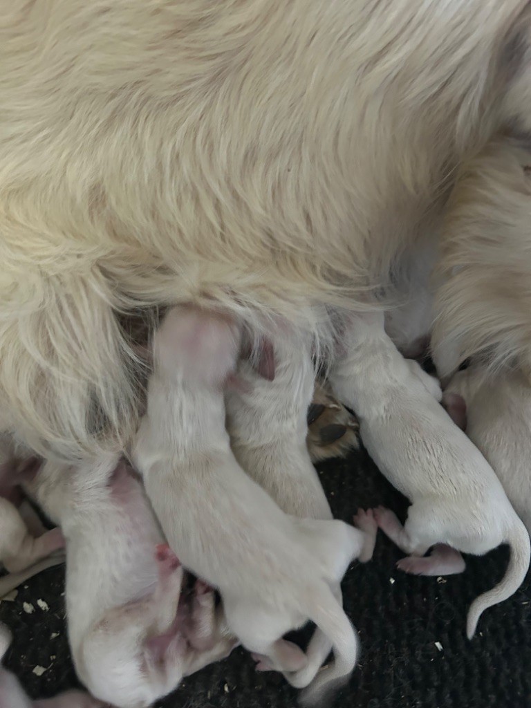 Marc Bertaudeau - Chiots disponibles - Golden Retriever