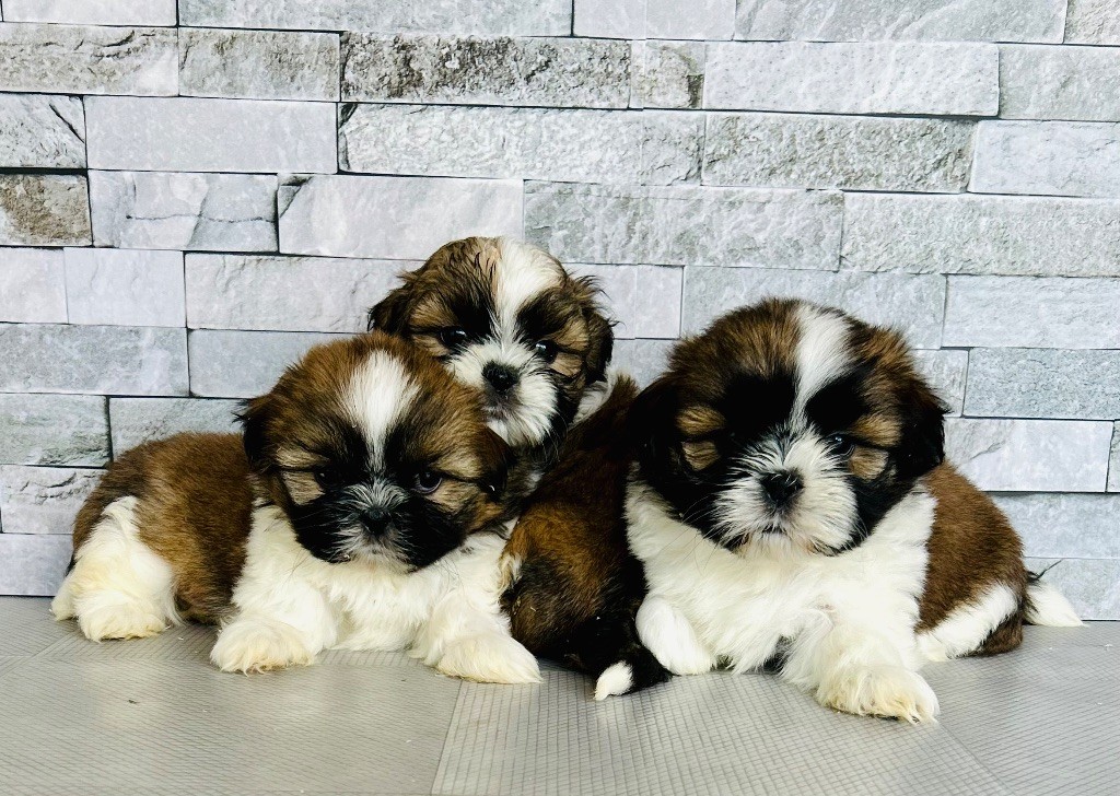 Chiot Shih Tzu Marc Bertaudeau