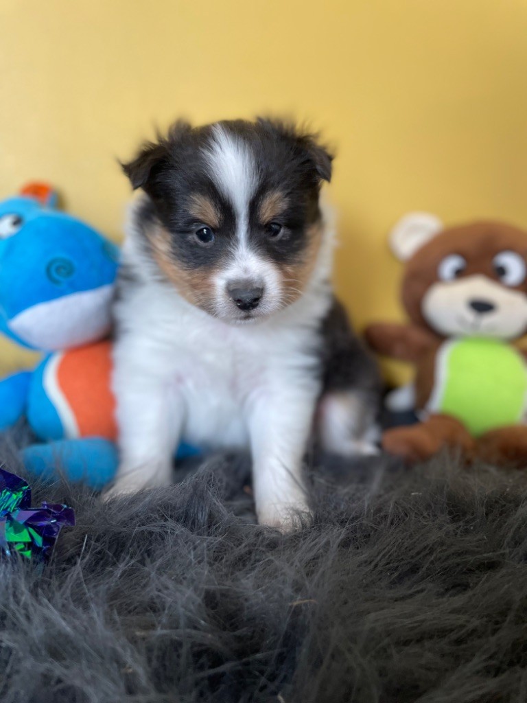 Marc Bertaudeau - Chiots disponibles - Shetland Sheepdog